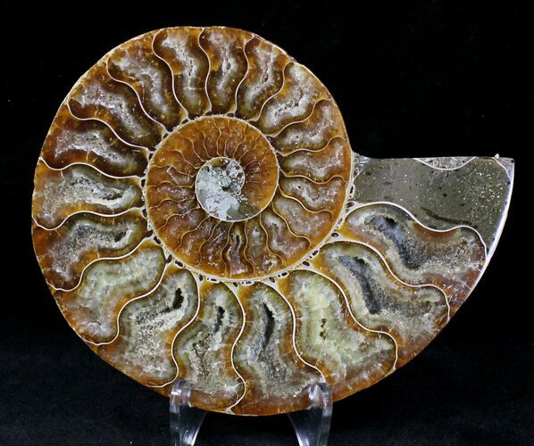 Agatized Ammonite Fossil (Half) #21270